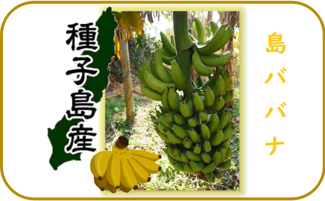 種子島産島バナナ。ぜひご賞味ください